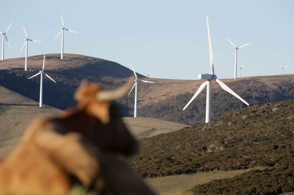 Una vaca reposa tumbada frente a aerogeneradores en el Parque eólico de Montouto, de la Serra do Xistral, en la comarca de Terra Cha, a 22 de febrero de 2022, en Abadín, en Lugo, Galicia. - Carlos Castro -