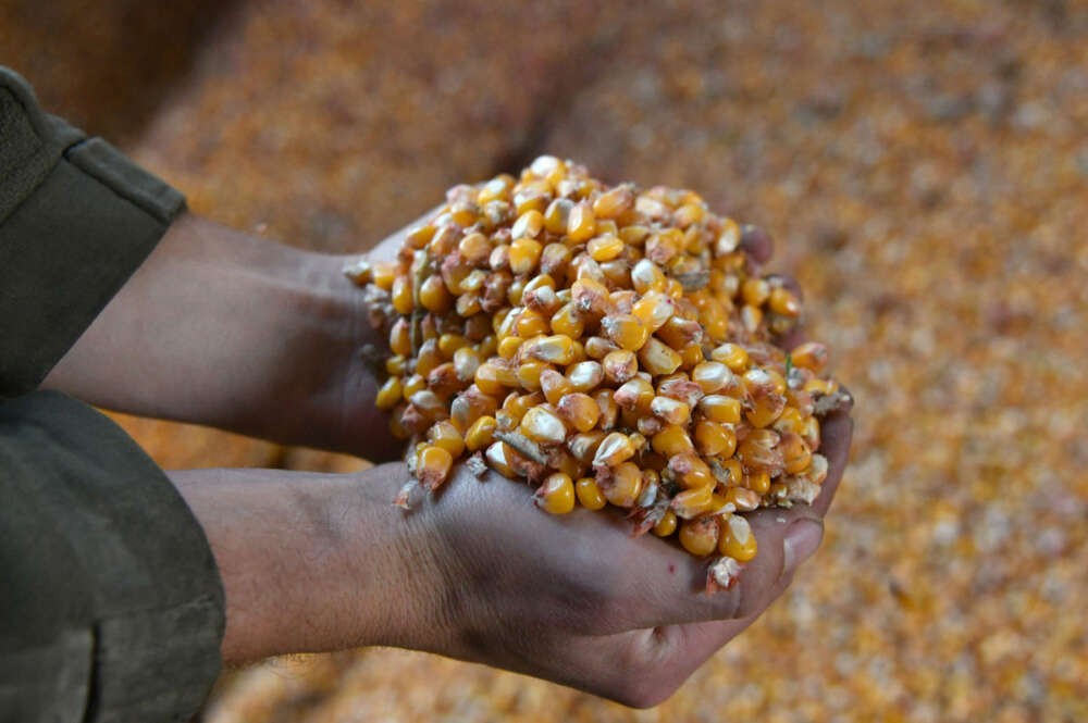 Según los datos de organismos como la FAO, estamos cerca de alcanzar los 200 millones de personas que mueren por inanición al año