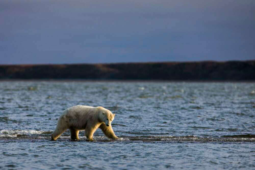 Un oso polar camina por una isla barrera tras alimentarse con los restos de ballenas de Groenlandia en la localidad de Kajtovik, en el estado de Alaska (Estados Unidos)