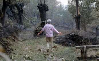 Una persona camina por una de las zonas quemadas por el incendio de Folgoso do Courel,