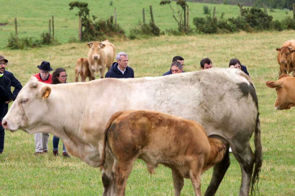 El presidente de la Xunta de Galicia, Alfonso Rueda, visita la explotación de carne vacuna Facenda Currodeguas e Saragás, este viernes en Abadín (Lugo). EFE/ Oscar Corral