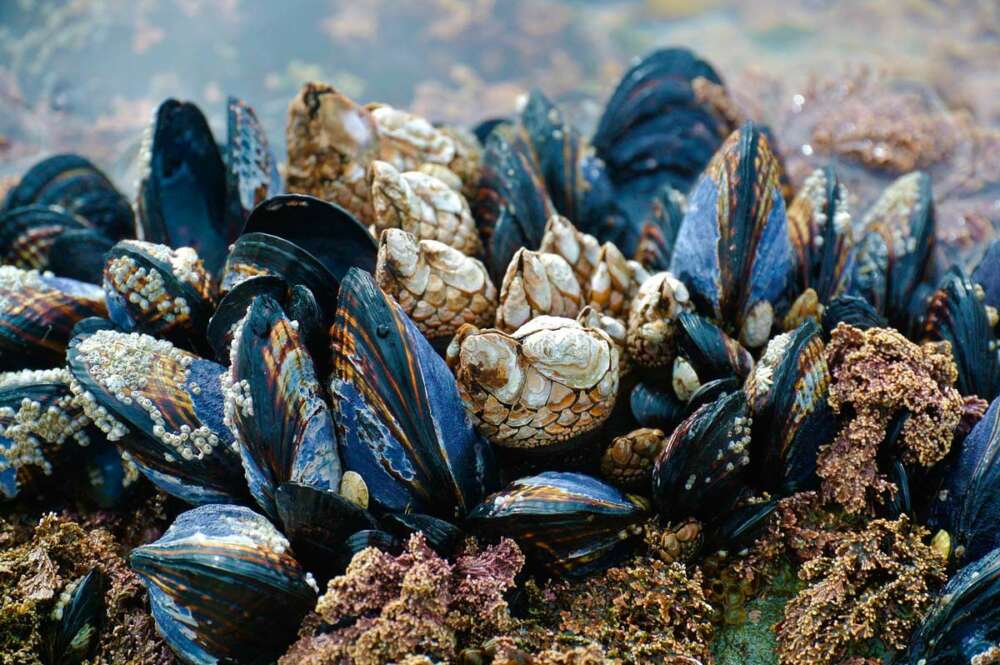 Estudio del Clúster del Mar- Alimentario revela la viabilidad de producir semillas de mejillón en criadero