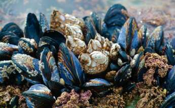 Estudio del Clúster del Mar- Alimentario revela la viabilidad de producir semillas de mejillón en criadero