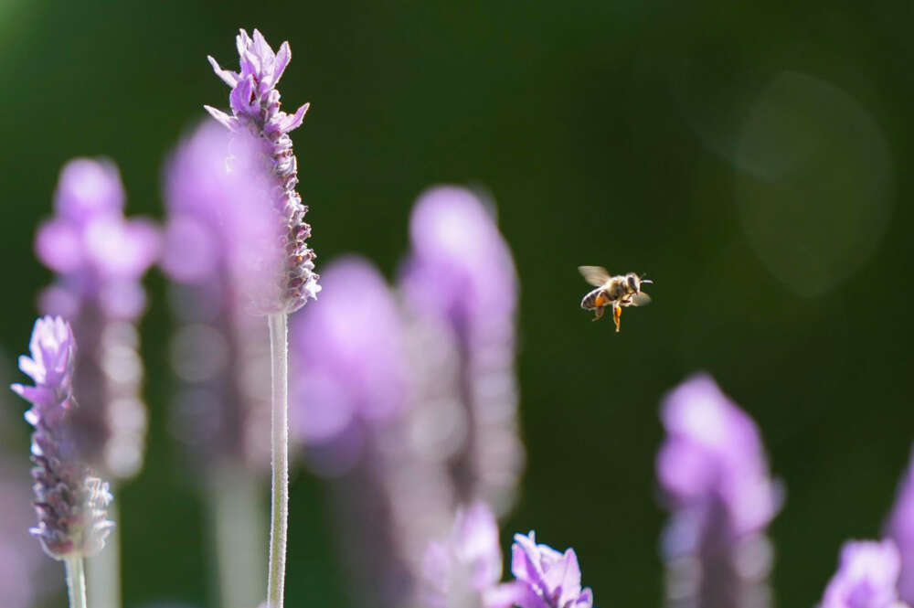 Una abeja vuela este martes entre las flores silvestres de lavanda que crecen en la península del Cabo, Sudáfrica