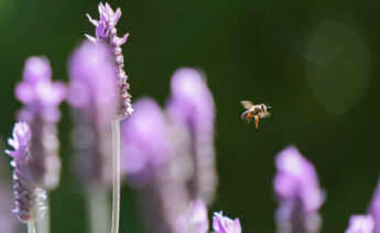 Una abeja vuela este martes entre las flores silvestres de lavanda que crecen en la península del Cabo, Sudáfrica