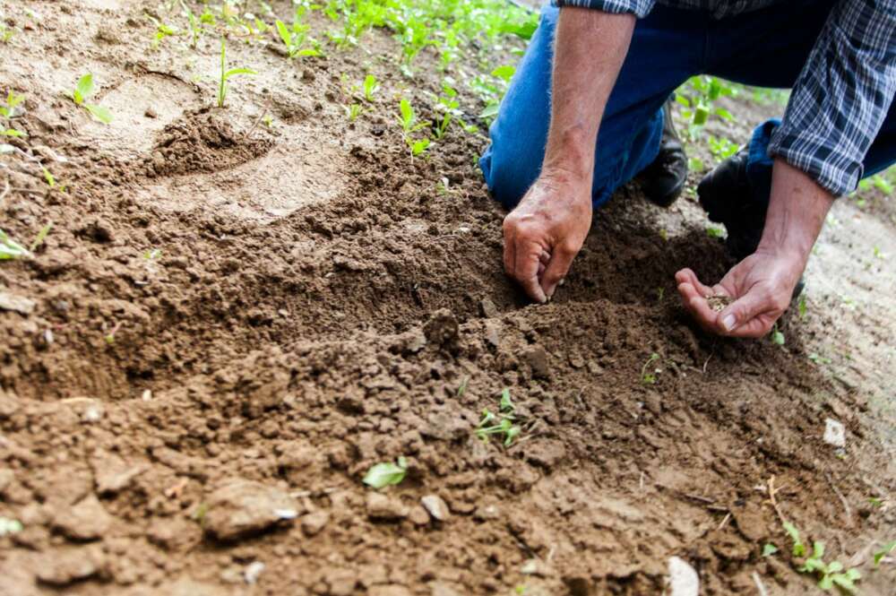 Aumenta en Galicia un 64% en seis años el número de hectáreas decicadas a la agricultura ecológica