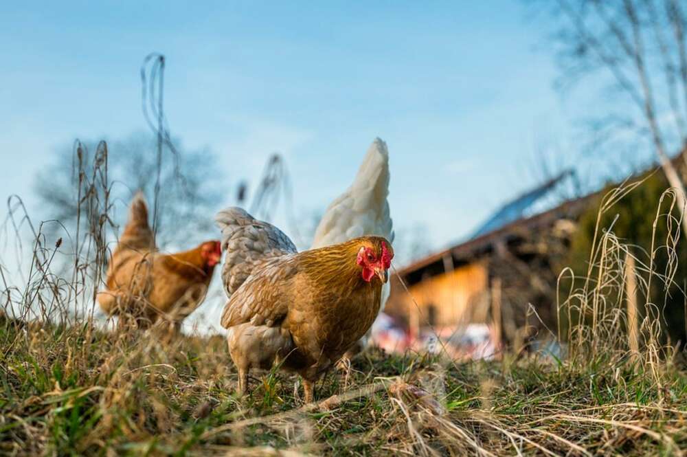 Avienergy, un proyecto de economía circular en granjas avícolas