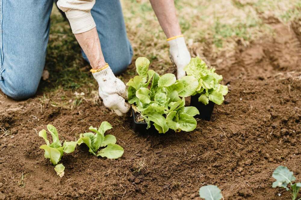 El total de hectáreas dedicadas a cultivos ecológicos en la comunidad representa solo el 3,6% del total de la superficie agraria utilizada