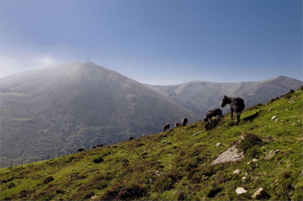 Caballos en la Serra do Xistral / Turismo de Galicia