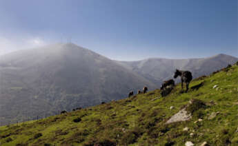 Caballos en la Serra do Xistral / Turismo de Galicia