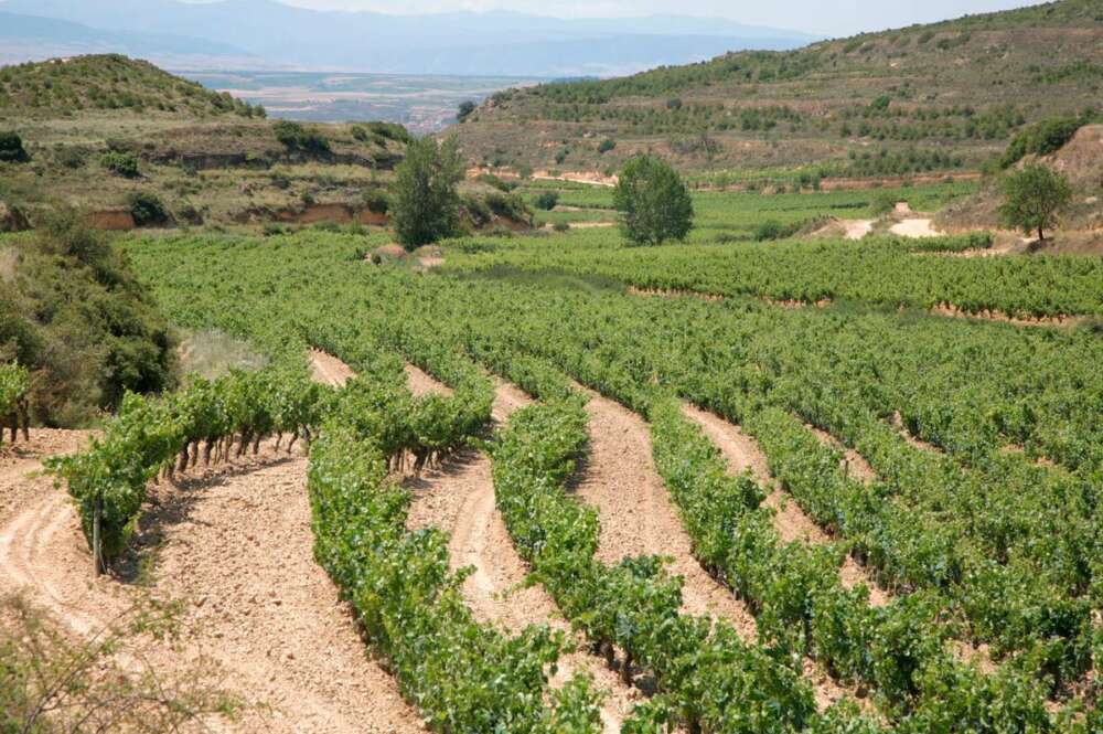 Viñedos Sierra Cantabria