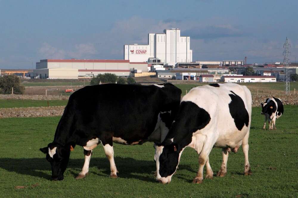 Vacas lecheras paciendo con la planta láctea de Covap al fondo. - COVAP