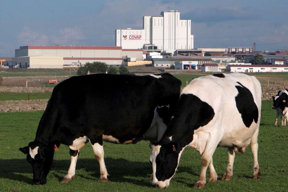 Vacas lecheras paciendo con la planta láctea de Covap al fondo. - COVAP
