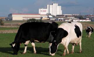 Vacas lecheras paciendo con la planta láctea de Covap al fondo. - COVAP