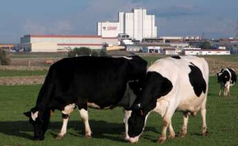 Vacas lecheras paciendo con la planta láctea de Covap al fondo. - COVAP