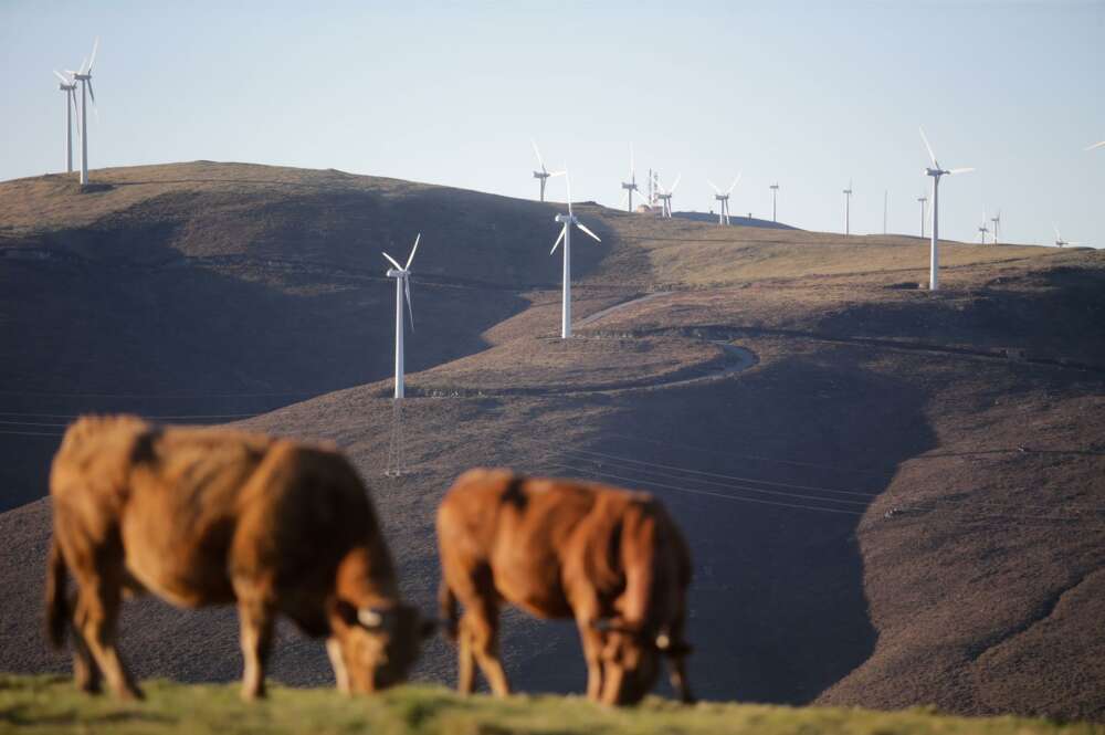 Varias vacas pastan frente a aerogeneradores en el Parque eólico de Montouto, de la Serra do Xistral, en la comarca de Terra Cha / Carlos Castro