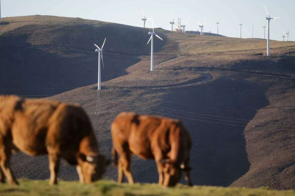Varias vacas pastan frente a aerogeneradores en el Parque eólico de Montouto, de la Serra do Xistral, en la comarca de Terra Cha / Carlos Castro