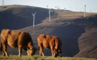 Varias vacas pastan frente a aerogeneradores en el Parque eólico de Montouto, de la Serra do Xistral, en la comarca de Terra Cha / Carlos Castro