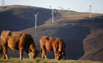 Varias vacas pastan frente a aerogeneradores en el Parque eólico de Montouto, de la Serra do Xistral, en la comarca de Terra Cha / Carlos Castro