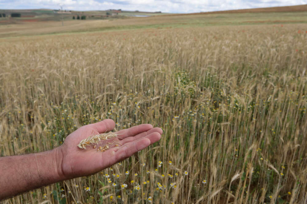 Fotografía de espigas de trigo sin porte y raíces muertas en suelos cuarteados y secos por la falta de agua