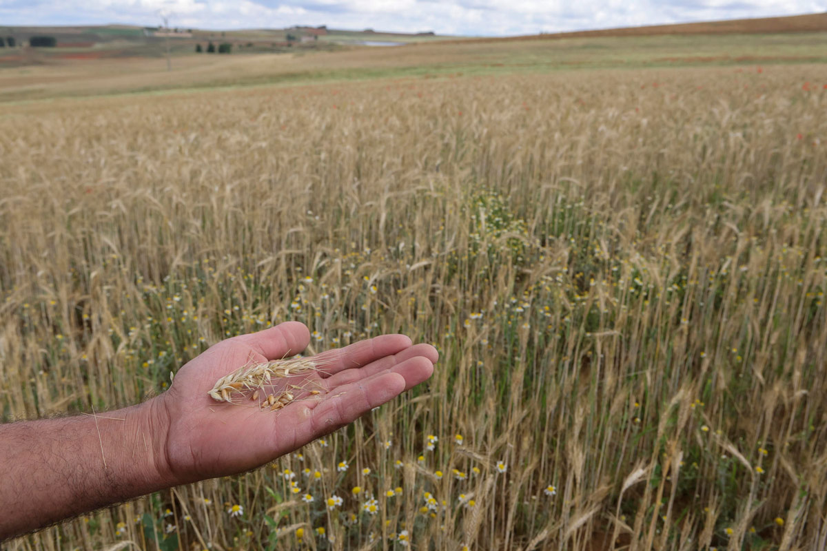 Fotografía de espigas de trigo sin porte y raíces muertas en suelos cuarteados y secos por la falta de agua