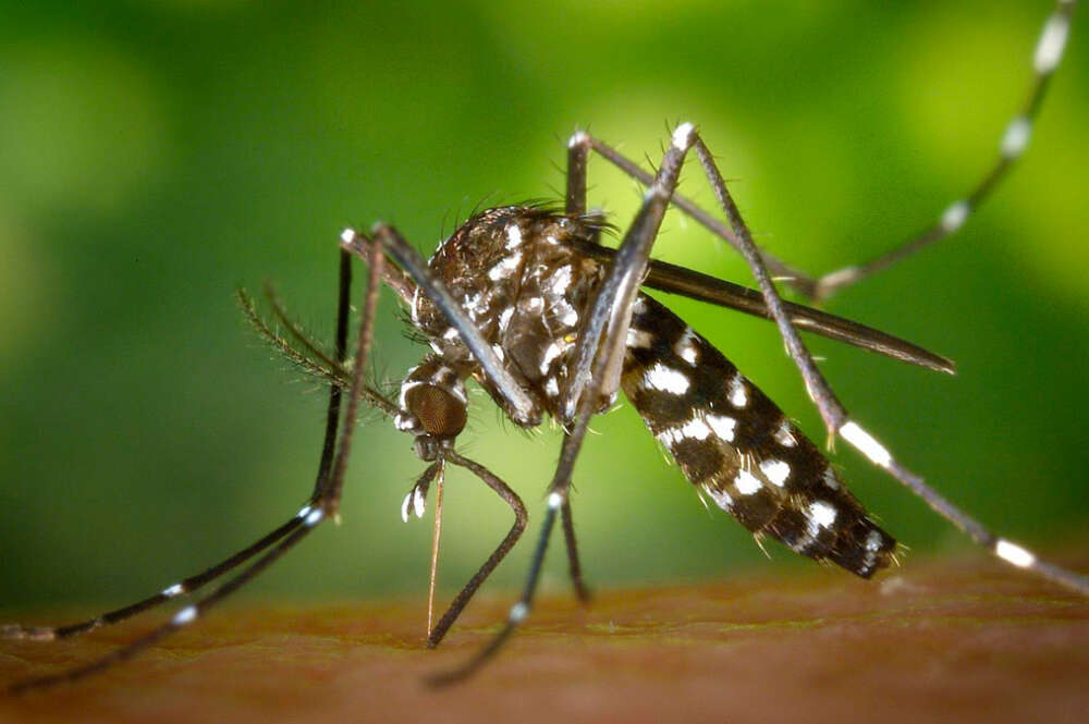Imagen de archivo de un mosquito