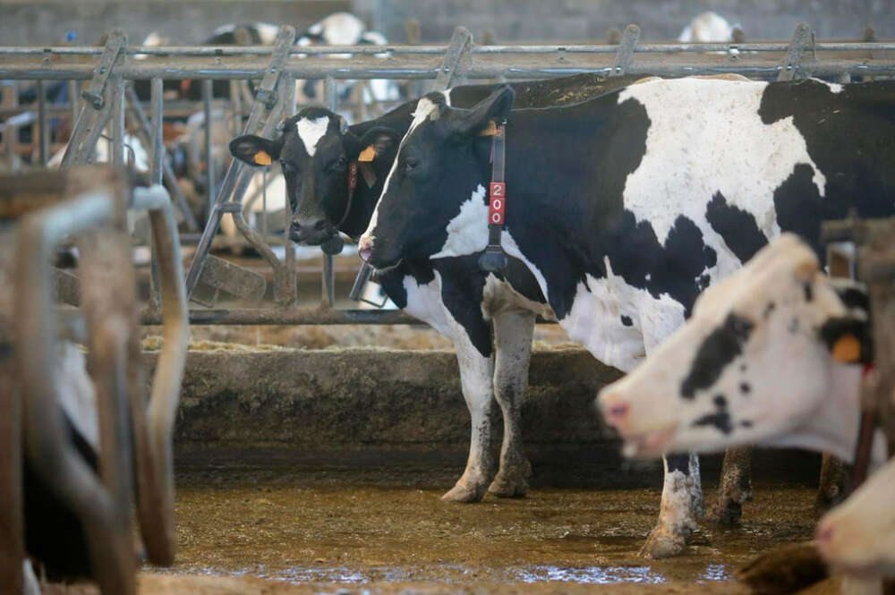 Vacas de una ganadería de lácteo en Sabadelle