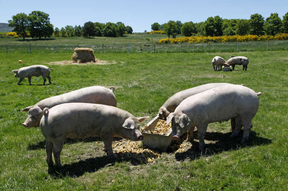 Imagen del ganado porcino de Coren alimentado a base de castañas