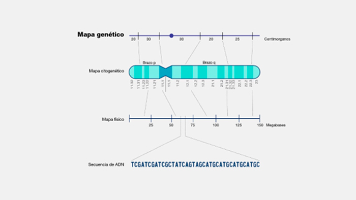 mapa genético