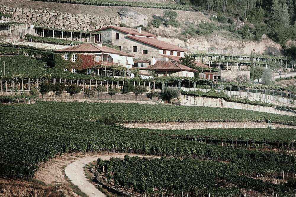 Viñedos de A Vilerna, en Leiro (Ourense)