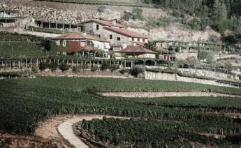 Viñedos de A Vilerna, en Leiro (Ourense)