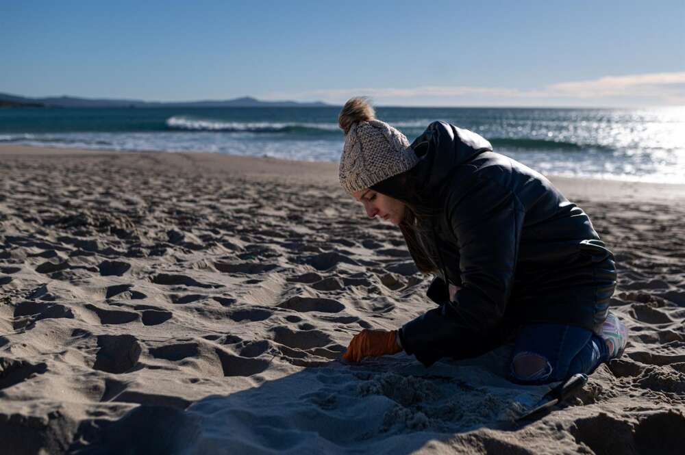 Una voluntaria recoge bolas de plástico del vertido de 'pellets' que ha llegado a la costa gallega
