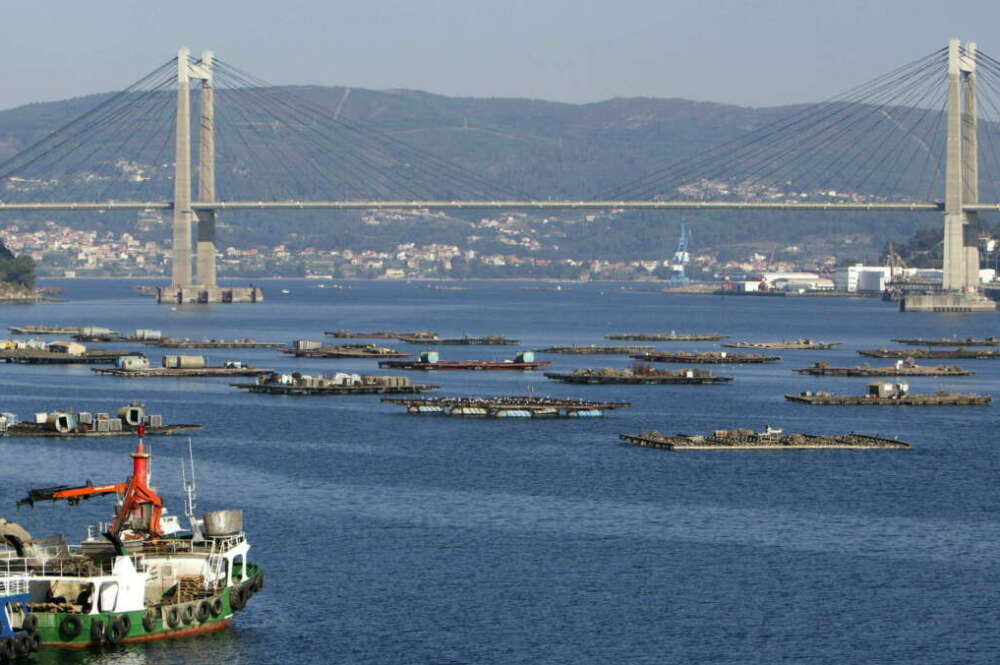 Vista del Puente de Rande y las bateas en la ría de Vigo. EFE/Salvador Sas
