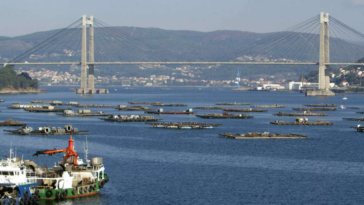 Vista del Puente de Rande y las bateas en la ría de Vigo. EFE/Salvador Sas