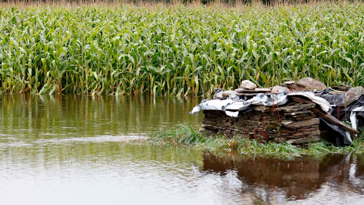 Un campo de maíz anegado por el desbordamiento del río Anllo, a 9 de octubre de 2024, en O Balado, Lugo