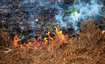 imagen de una quema forestal
