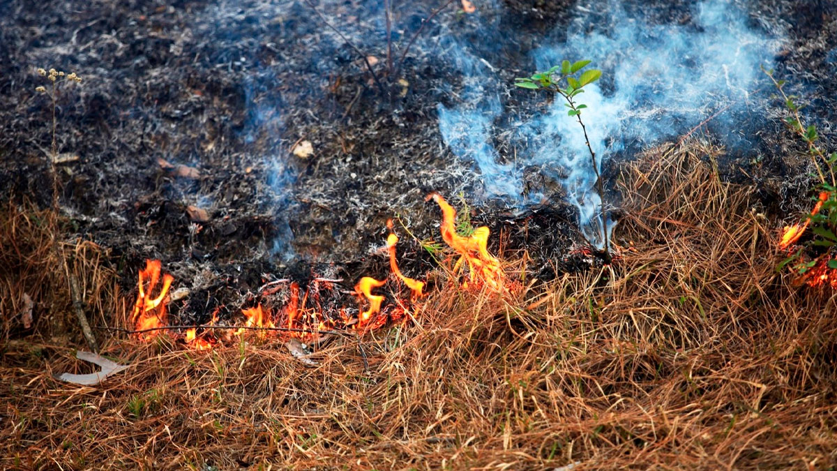 imagen de una quema forestal
