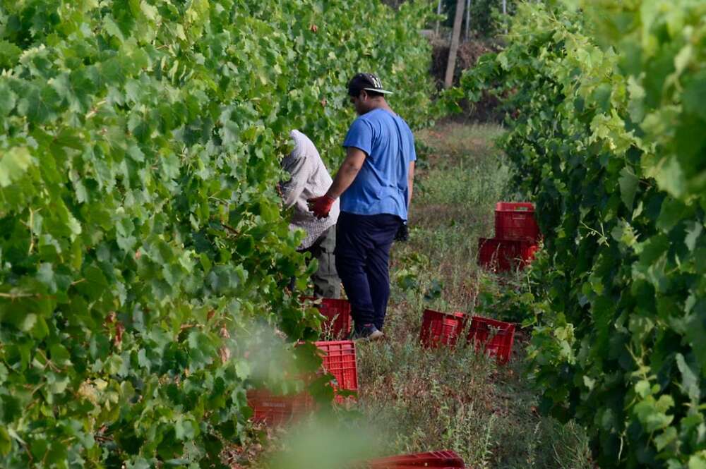 Trabajadores en un municipio ourensano - Rosa Veiga