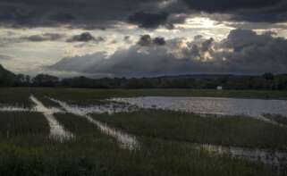 Parcela inundada, antigua laguna de Antela, en Piñeira Seca, a 16 de mayo de 2025, en Xinzo de Limia, Ourense, Galicia (España). Cientos de productores de la comarca ourensana de A Limia temen por la cosecha de la patata al no poder iniciar la siembra en fincas "impracticables" por las lluvias de primavera. Se calcula que solo se ha podido sembrar un 1% de las 3.800 hectáreas destinadas a patata, de donde se recogen 120 millones de kilos de patata.