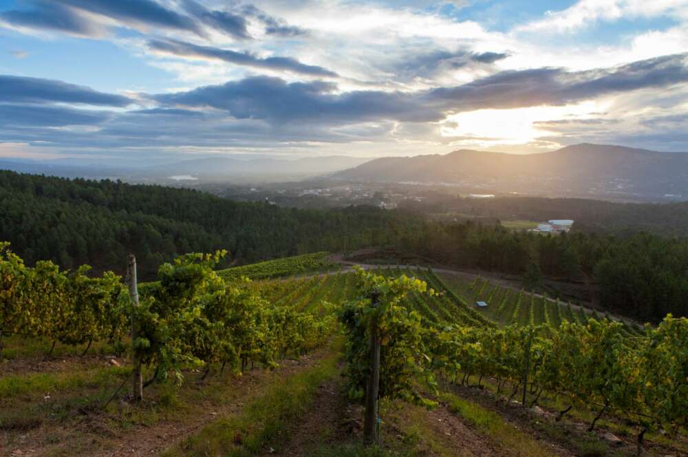 Viñedo de Terras Gauda
