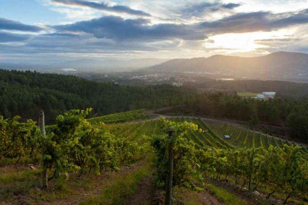 Viñedo de Terras Gauda