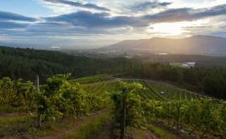 Viñedo de Terras Gauda