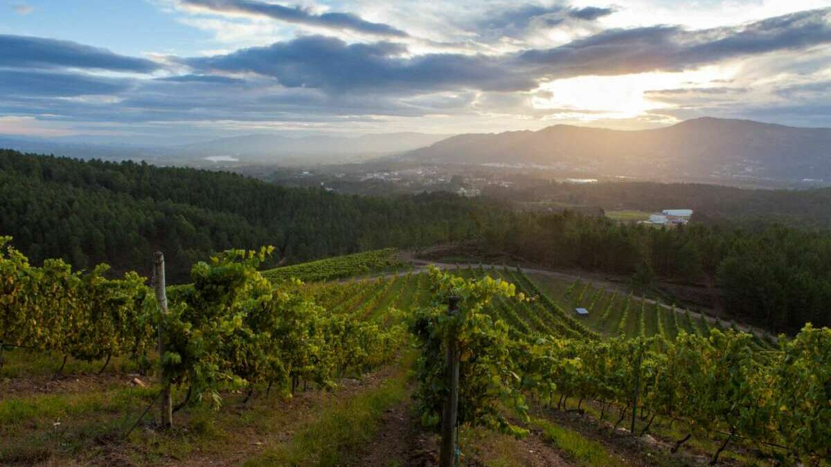 Viñedo de Terras Gauda