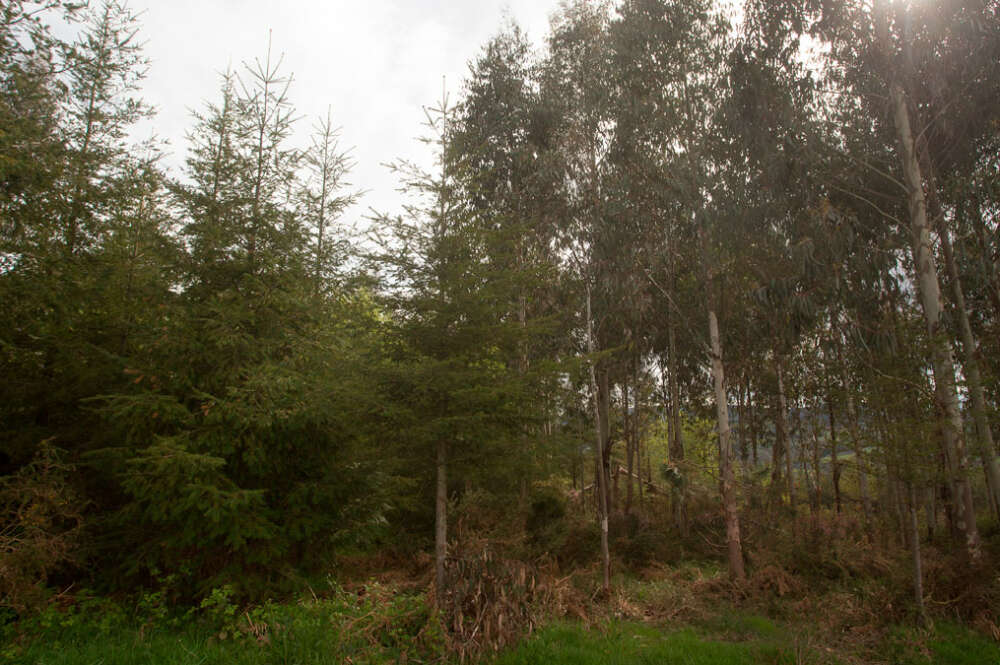 Plantación mixta de pino y eucalipto en una parroquia de A Montaña lucense en Candaido