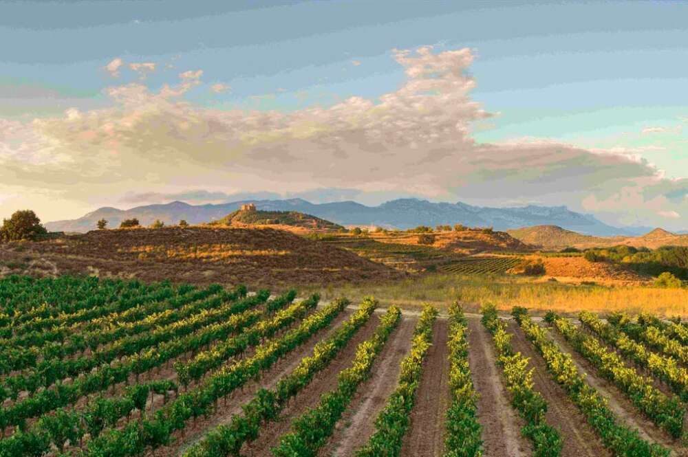 Foto viñedo de ZAMORA COMPANY