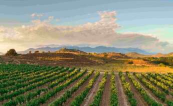 Foto viñedo de ZAMORA COMPANY