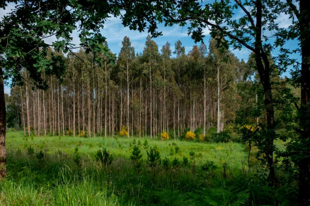 Plantación de eucalipto