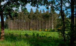 Plantación de eucalipto