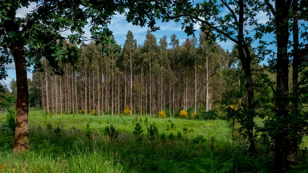 Plantación de eucalipto