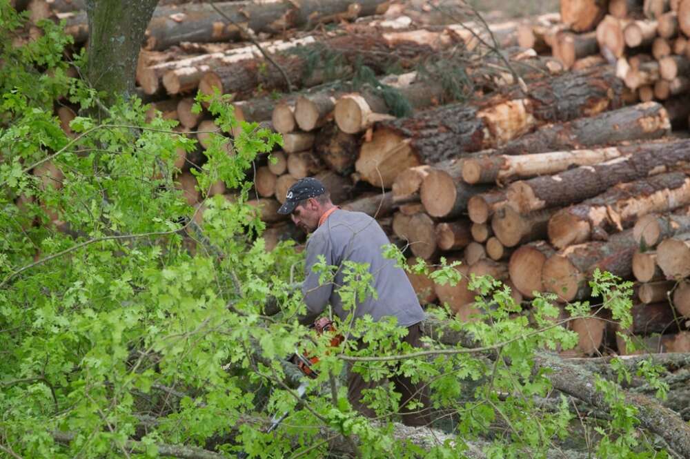Tala de pinos en Lugo por la moratoria de la plantación del eucalipto